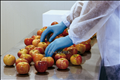 Blue Nitrile Food Handling Gloves